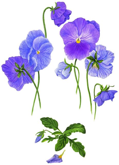 clipart african violets - photo #26